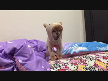 コリラックマを振り回してたらクマになった犬