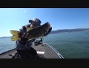 琵琶湖バス釣り。サーキットバイブでやった！やった！