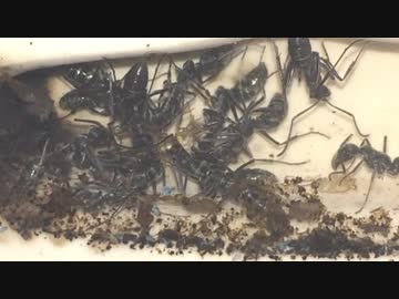 蟻戦争Ⅱ＃5　まるでゴールドラッシュ？アリが100匹のゴキブリを乱獲！編