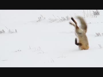 【爆笑】雪にキツネ突き刺さる