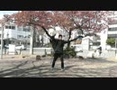 【あほミッキー】 桜ノ雨 踊ってみた！
