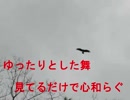 野鳥シリーズ　おとぎの森の空！風にのって舞うトビ････藤岡おとぎの森