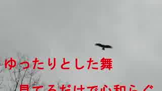 野鳥シリーズ　おとぎの森の空！風にのって舞うトビ････藤岡おとぎの森