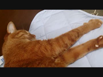 横になった猫の手伸び～