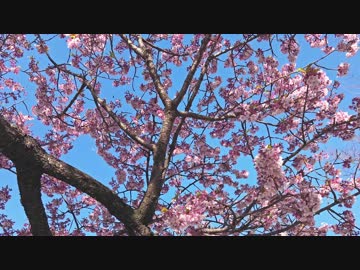 【卒業祝い】桜ノ雨 踊ってみた