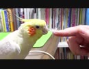 冬毛がファーーーwww　オカメインコのカメちゃん