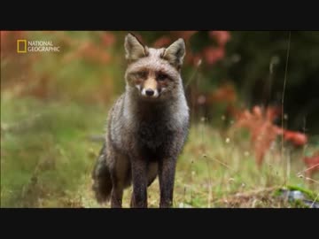 スペインのフレンズ