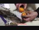 猫にセクハラで訴えられました
