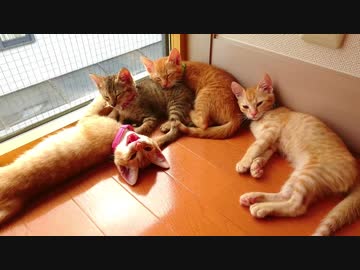 保護ねこ成長記録（4）保護23日目～27日目