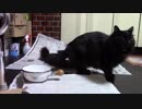 こんしゅうのおやつ【蒼民家の猫々】