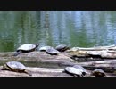 Video Of Turtles　＠　辻泰秀