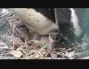 フンボルトペンギンの雛がいた。天王寺動物園