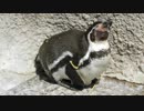 ウトウトしながら抱卵するペンギン【千葉動物公園】