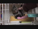 【Jean & Pont 931】一時預かりの母猫あんずちゃんを初めてナデナデ