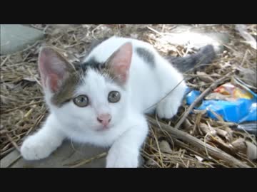 母猫が見てる前で、野良子猫が怯えながら近寄って来たので撫で倒した