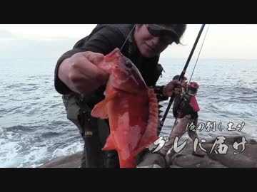 【魚釣り】 俺の刺し餌グレに届け！！part18