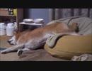 犬をダメにするクッション