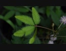 Video Of A Shy Plant　坂本まり