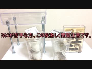 蟻戦争Ⅱ＃６ 200匹のゴキブリの海！アリはどうする？編