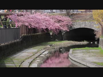 春の京都(2018/3/18)