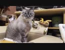 【Jean & Pont 935】パパが外出中にママは猫たちと仲良くなってます