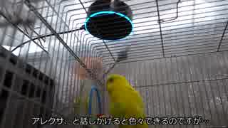 AmazonEchoとインコ