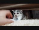 子猫、成猫と会う