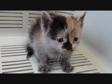 汚れて白なのかグレーなのかわからない子猫に出会った