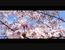 春霞／松永あさり×nayuta
