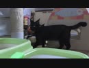 【Jean & Pont 936】外出で疲れたパパには元気な保護猫兄弟を抑えられない
