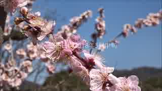 大阪市立大学理学部附属植物園梅園