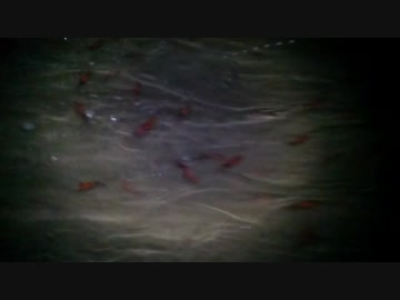 岩瀬浜にてホタルイカ身投げ