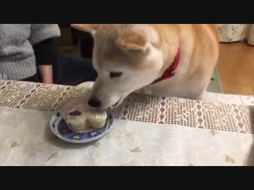 凜ちゃん　13歳になりました