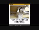 ボケて【吹いたら負け】おもしろ殿堂入り厳選