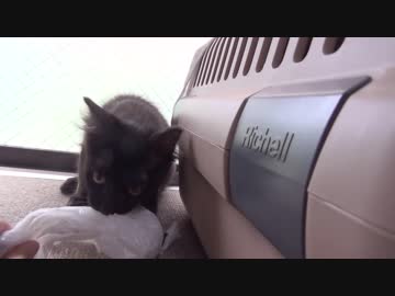 【 猫 】大きくなったけど実はまだ子猫　その43