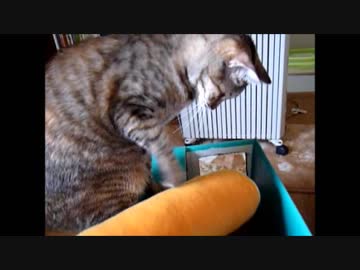 入れたり出したり、なにがしたいの？みうたん