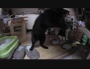 【Jean & Pont 938】新しい釣竿型猫じゃらしでラブしおの能力を引き出す