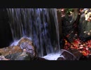 岩根和樹　Waterfall Stream Nature