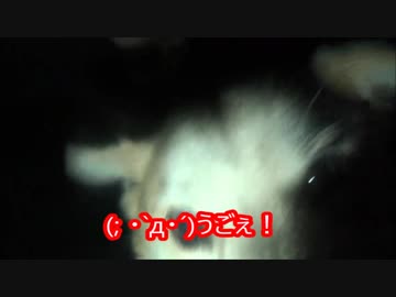 【犬】強烈な腹にチョップ！三カ月ぶり。