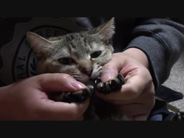 拾いねこ＠生後2084/2051日目　月音さんの鋭い爪。