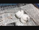 ハムスターお見合い大作戦５