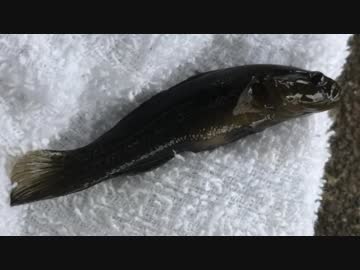 釣り動画ロマンを求めて 141釣目（多摩川：六郷橋付近)