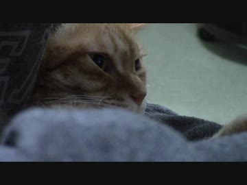 拾いねこ＠生後2085/2052日目　今月の爪切り動画～。