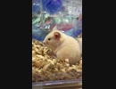 キンクマハムスター我が家に来る