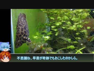 【３分水槽】part6「レオクテが懐きました(水槽コケコケだけど)」