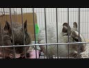【デグー】そらちゃん＆猫じゃらしで遊ぶルーちゃん【Degu】