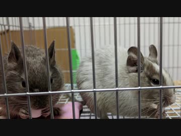【デグー】そらちゃん＆猫じゃらしで遊ぶルーちゃん【Degu】