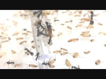 蟻戦争Ⅱ＃7 激闘！数の暴力、地の利を活かして戦うクロヤマ！編