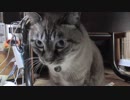 【Jean & Pont 942】保護猫たちにクリスマスプレゼントが届きました