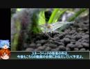 【３分水槽 】part7「現状の御報告」